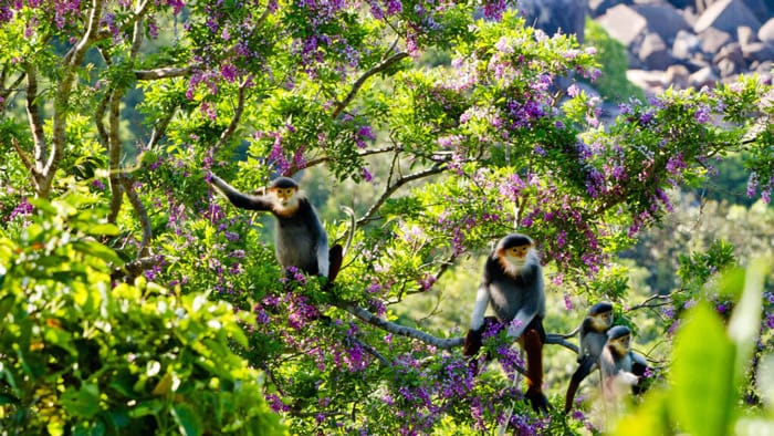 Săn Vooc ở bán đảo Sơn Trà Đà Nẵng