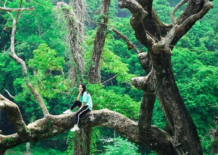 Khu du lịch Nhất Lâm Thủy Trang Trà
